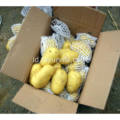 kentang segar untuk ekspor